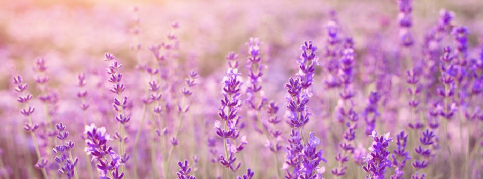Lavender calms